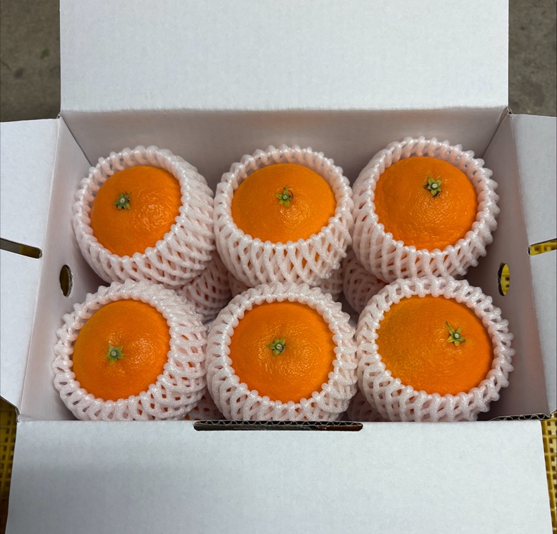 みかん 愛果28号 Lサイズ 12玉（みきゃん箱）【2026年11月下旬から順次発送予定】先行予約 紅まどんなと同一品種 愛媛 人気 柑橘 国産 フルーツ 伊豫果園 伊予市｜B527