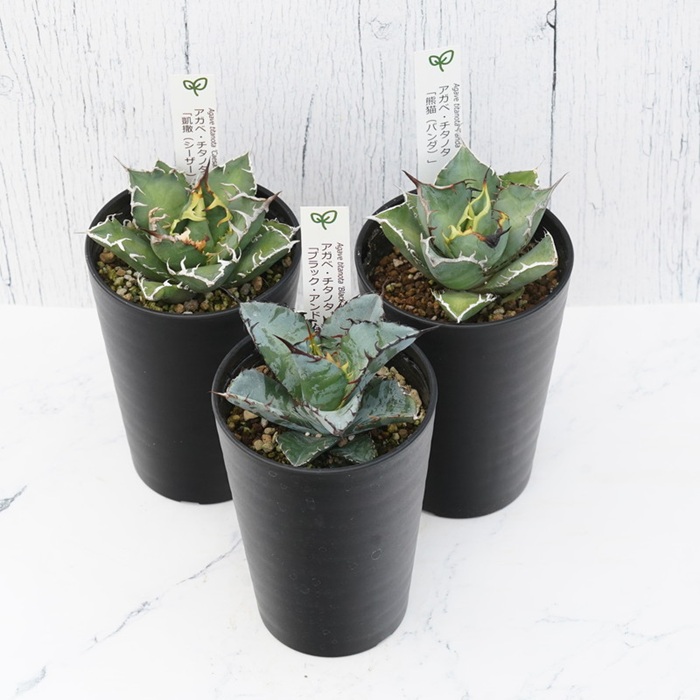 多肉植物 インテリア アガベ チタノタ銘品3種 セット 3.5号鉢 ブラック＆ブルー シーザー パンダ 四国ガーデン 人気 観葉植物 グリーン リラックス 伊予市｜D51