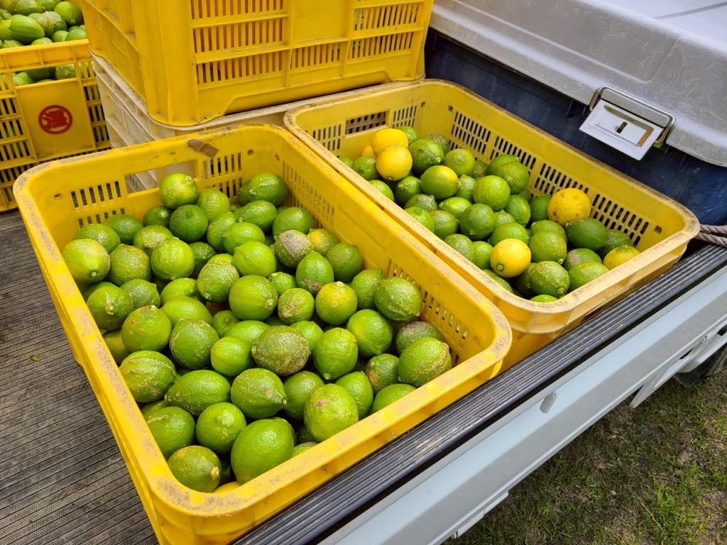 レモン 3kg ご家庭用 バラ詰め ユーレカ 愛媛 【2026年10月から順次発送予定】 数量限定 檸檬 柑橘 フルーツ ビタミン 国産 伊予市｜B459