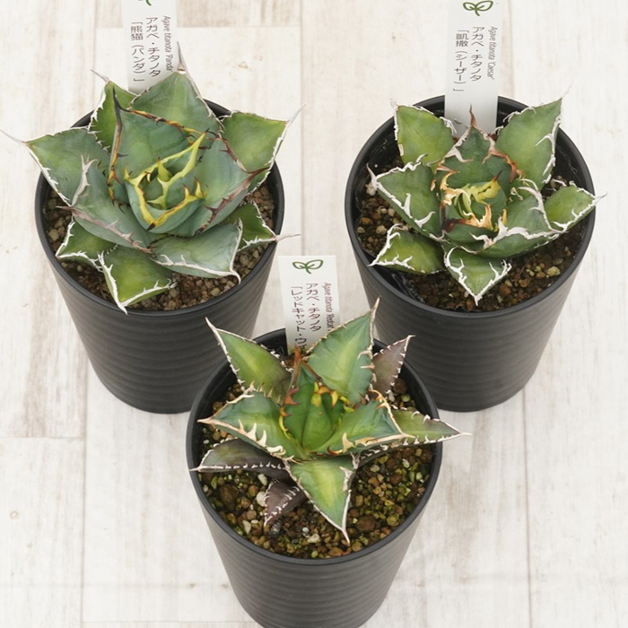 å€èæ€ç© ã€ã³ããªã¢ ã¢ã¬ã ãã¿ãã¿éå3çš® ã»ãã 3.5å·é¢ èµ€ç« ã·ãŒã¶ãŒ ãã³ã ååœã¬ãŒãã³ äººæ° èŠ³èæ€ç© ã°ãªãŒã³ ãªã©ãã¯ã¹ äŒäºåžïœD56