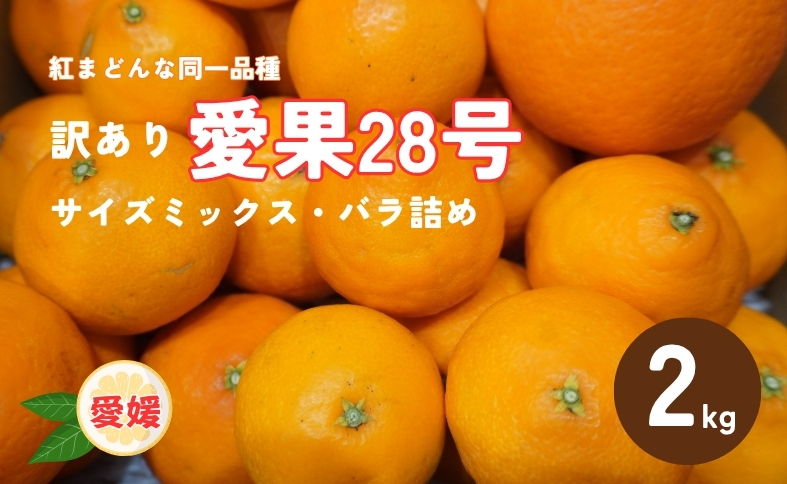 訳あり 愛果28号 2kg サイズミックス 【2026年12月以降発送】 紅まどんなと同一品種 みかん 愛媛 数量限定 先行予約 柑橘 伊予市｜A128