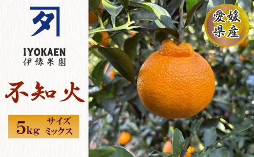 不知火 しらぬい サイズミックス 約5kg ご家庭用 みかん 愛媛 人気 柑橘 伊豫果園 伊予市｜B387