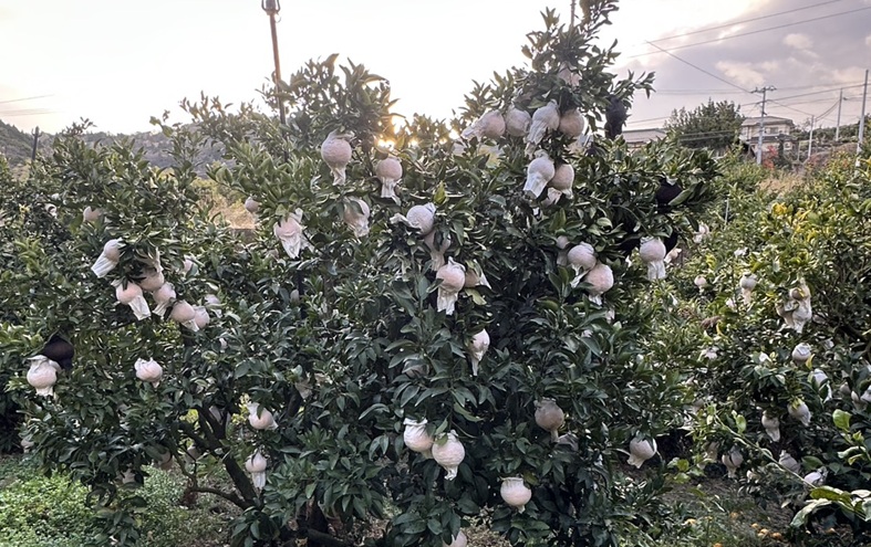 みかん 不知火 しらぬい 5kg Mサイズ バラ詰め 【3月中旬順次発送予定】 愛媛みかん ミカン 蜜柑 果物 くだもの フルーツ 柑橘 かんきつ 柑橘類 おすすめ 人気 国産 愛媛 伊予市 【先行予約】 【数量限定】｜B514