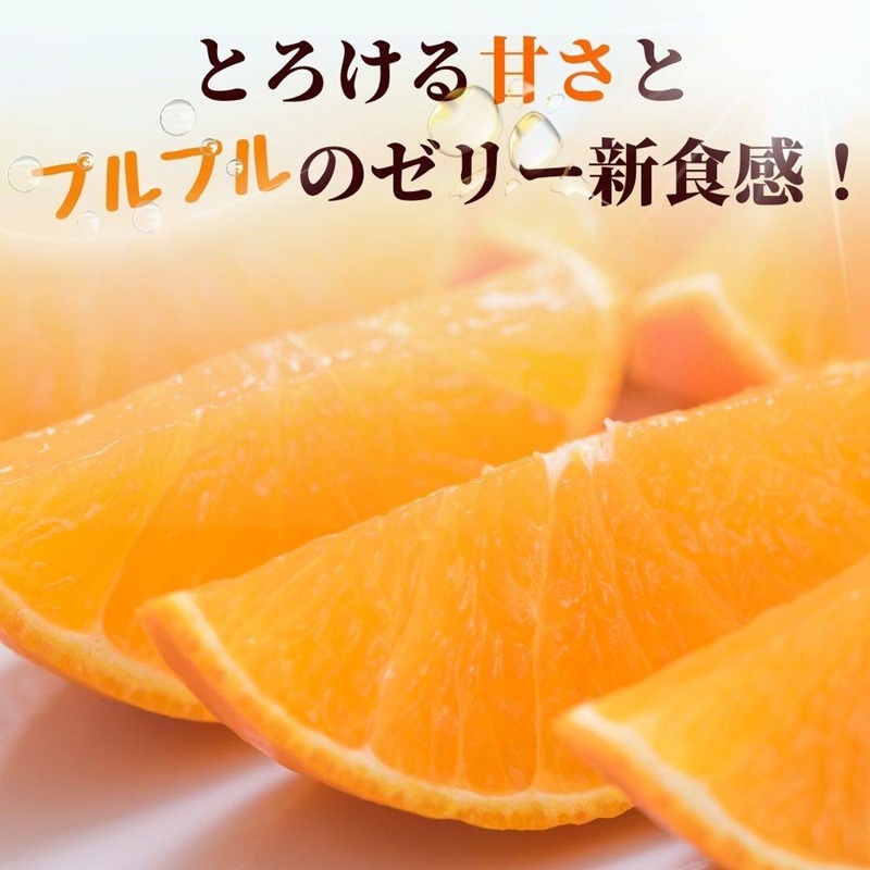 【2026年先行予約】 みかん 愛果28号 1.8kg 6玉 贈答用 紅まどんな同一品種 【2026年12月以降順次発送予定】 愛媛 数量限定 愛媛県産 人気 柑橘 フルーツ 国産 おすすめ 伊予市｜B534