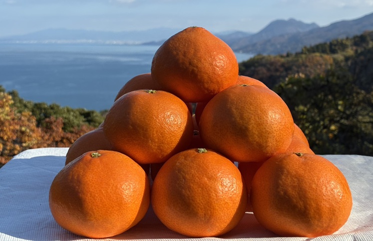 ã2026幎å
è¡äºçŽãã¿ãã ææ28å· 3kg ãå®¶åºçš çŽ
ãŸã©ããªãšåäžåçš® 蟲åçŽéã12æäžæ¬ããé æ¬¡çºéäºå®ã æåª æ°ééå® æåªçç£ äººæ° ææ© åœç£ ãã«ãŒã äŒäºåžïœB443