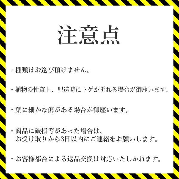 アガベ・チタノタ ”白鯨” 4.5号鉢 四国ガーデン 人気 多肉植物 インテリア 観葉植物 グリーン リラックス｜C74