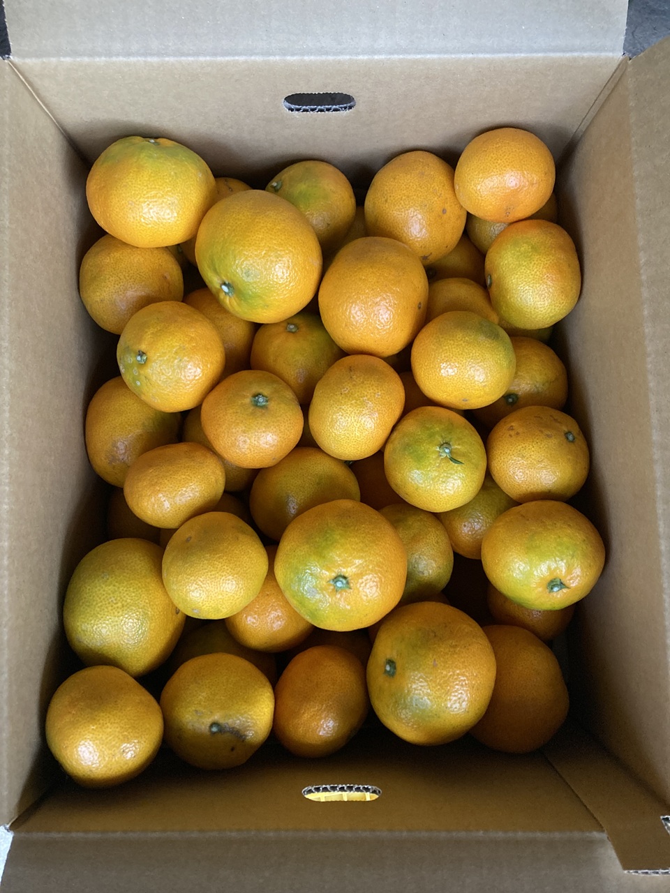 早生みかん 10kg ご家庭用 農園直送 先行予約 【11月以降順次発送予定】 愛媛 数量限定 愛媛県産 人気 柑橘 伊予市｜B255