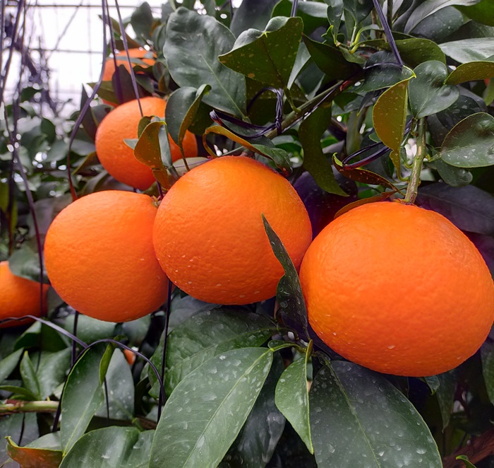 みかん 愛果28号 秀品 約2.5kg バラ詰め 【2026年11月下旬から順次発送予定】 紅まどんなと同一品種 愛媛 人気 柑橘 国産 フルーツ 伊予市｜B508