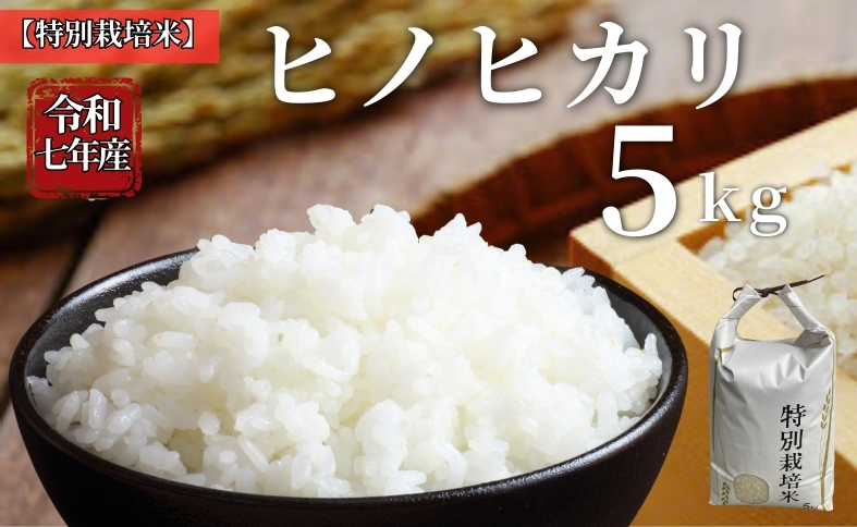 ãç±³ 什å7å¹Žç£ 5kg ãããã«ãª ç¹å¥æ œå¹ç±³ å
è¡äºçŽ ã2025幎11æä»¥éçºéã 粟米 ç±³ ãã ã³ã¡ çœç±³ ãã¯ã ã©ã€ã¹ æåª äŒäºåžïœC149