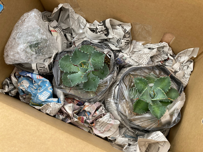 多肉植物 インテリア アガベ チタノタ銘品3種 セット 3.5号鉢 白鯨 赤猫 シーザー 四国ガーデン 人気 観葉植物 グリーン リラックス 伊予市｜D55