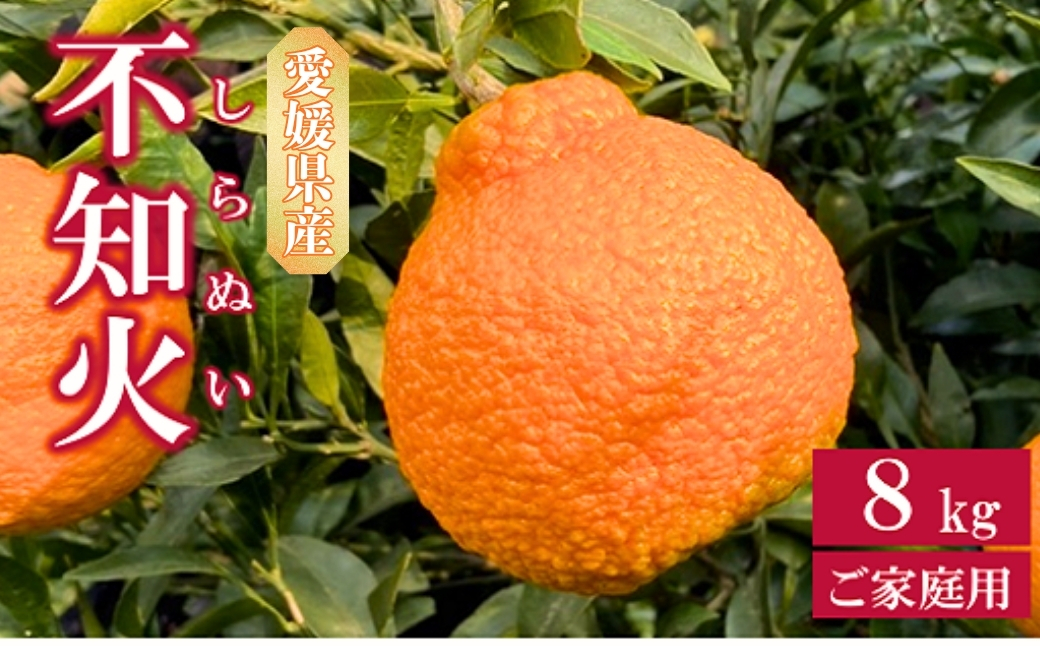 不知火 8kg ご家庭用 農園直送 先行予約 2025年3月発送 愛媛 数量限定 愛媛県産 人気 柑橘 伊予市｜B257