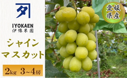 シャインマスカット 約2kg 【2026年先行予約・2026年9月から順次発送予定】 ぶどう 葡萄 果物 愛媛 人気 伊豫果園  伊予市|C108