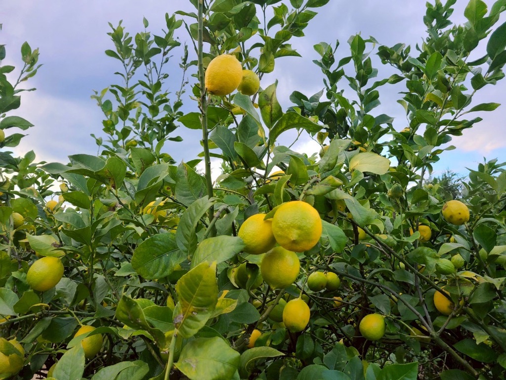 レモン 3kg ご家庭用 バラ詰め ユーレカ 愛媛 【2026年10月から順次発送予定】 数量限定 檸檬 柑橘 フルーツ ビタミン 国産 伊予市｜B459