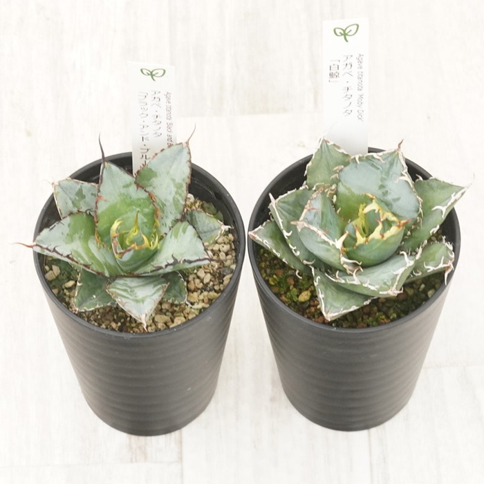 å€èæ€ç© ã€ã³ããªã¢ ã¢ã¬ã ãã¿ãã¿éå2çš® ã»ãã 3.5å·é¢ çœé¯š ãã©ãã¯ïŒãã«ãŒ ååœã¬ãŒãã³ äººæ° èŠ³èæ€ç© ã°ãªãŒã³ ãªã©ãã¯ã¹ äŒäºåžïœC134