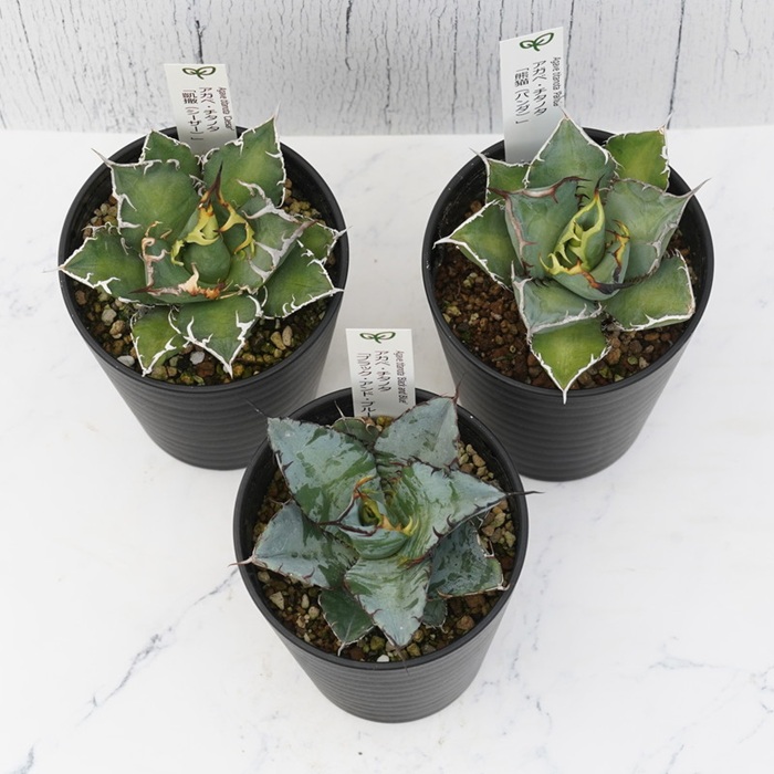 多肉植物 インテリア アガベ チタノタ銘品3種 セット 3.5号鉢 ブラック＆ブルー シーザー パンダ 四国ガーデン 人気 観葉植物 グリーン リラックス 伊予市｜D51