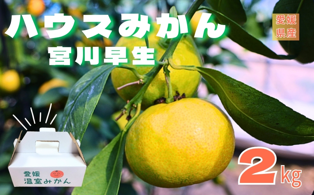 【2026年先行予約】みかん 愛媛 温室みかん 宮川早生 【8月中旬から順次発送予定】 グリーンハウスみかん 夏 数量限定 柑橘 フルーツ 伊予市｜B441