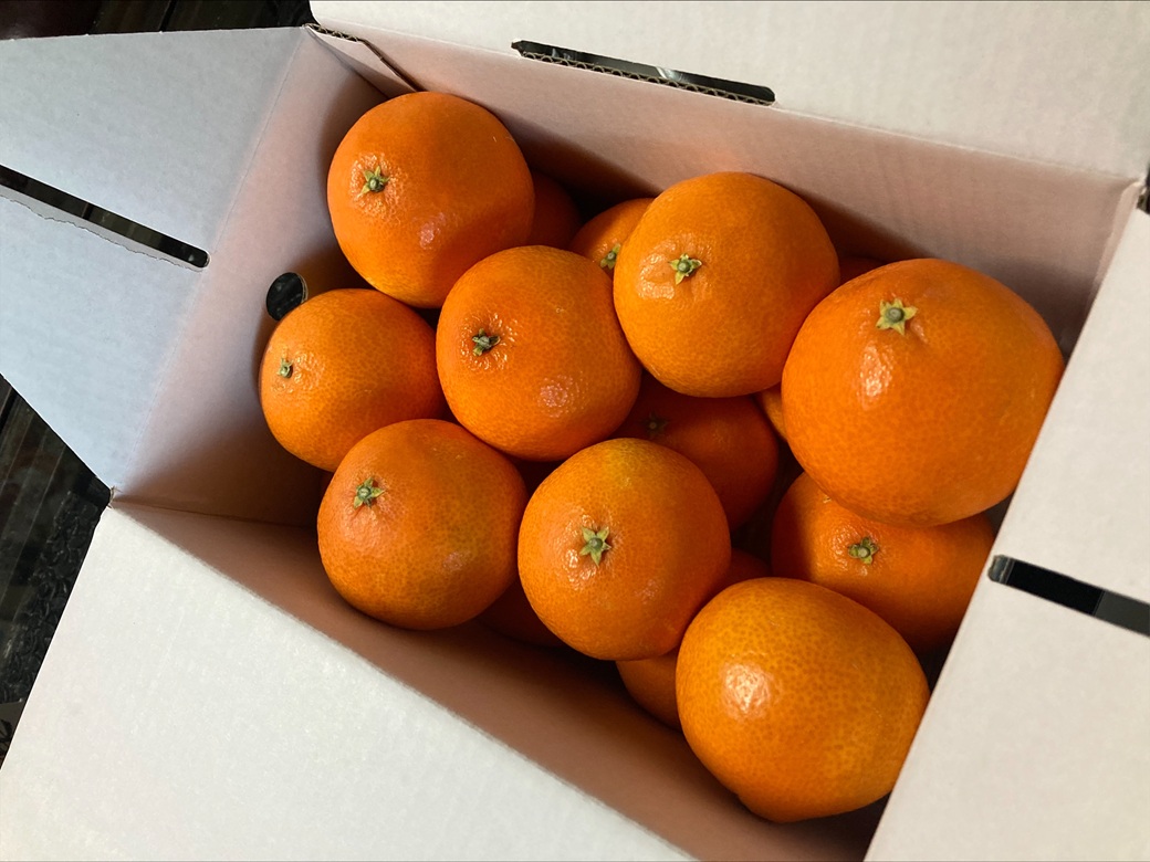 【2026年先行予約】 みかん 愛果28号 3kg MLサイズ バラ詰め 紅まどんな同一品種 【2026年12月以降順次発送予定】 みきゃん箱 愛媛 数量限定 愛媛県産 人気 柑橘 フルーツ 国産 おすすめ 伊予市｜B533