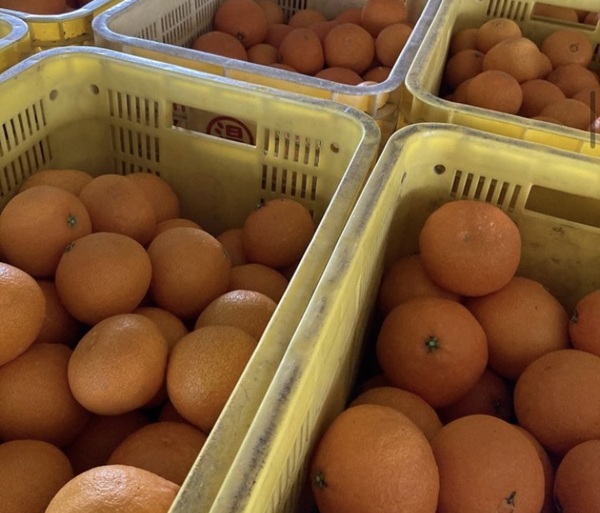 みかん 愛媛県 愛果28号 3kg 優品 レッスルファーム 紅まどんなと同一品種【2026年11月下旬から順次発送予定】先行予約 数量限定 お取り寄せ おすすめ 美味しい おいしい グルメ フルーツ くだもの 愛媛県産 人気 柑橘 伊予市｜B252