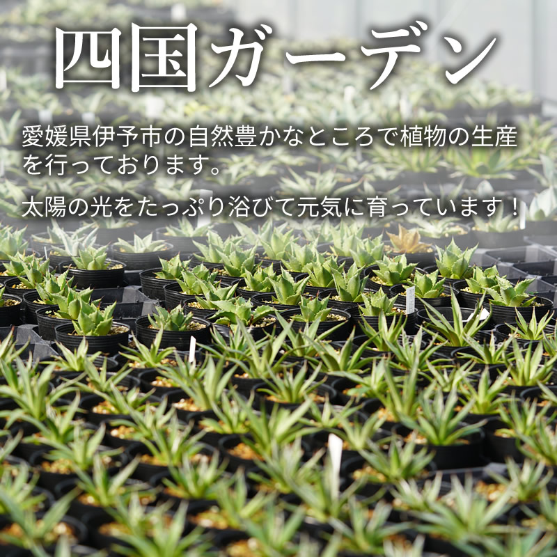 アガベ・オバティフォリア「オルカ」4号 四国ガーデン 人気 多肉植物 インテリア 観葉植物 グリーン リラックス | E18