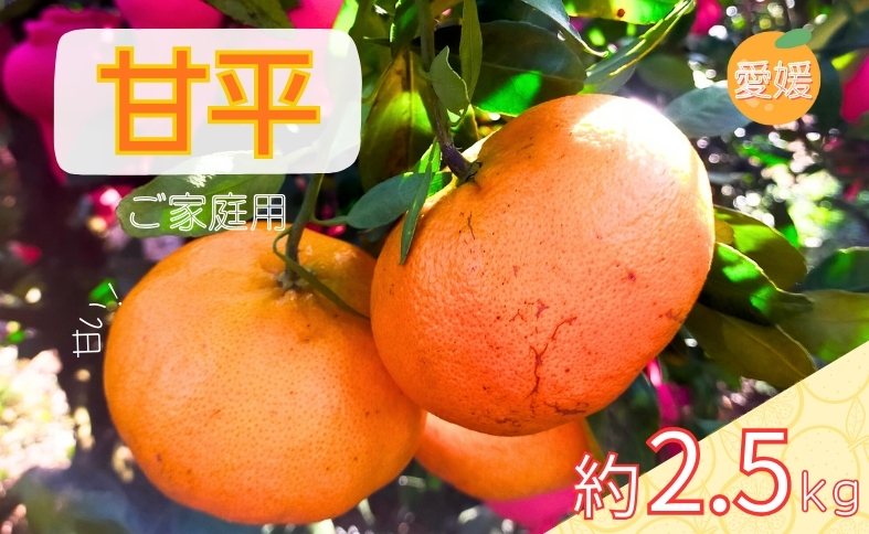 みかん 甘平 約2.5kg バラ詰め 数量限定【2月上旬から順次発送予定】 愛媛 人気 柑橘 国産 フルーツ 伊予市｜B519