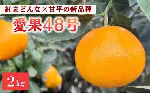 【2025年4月以降発送】愛果48号 2kg L～2Lサイズ 農園直送 みかん 愛媛 人気 数量限定 先行予約 柑橘 伊予市｜B169