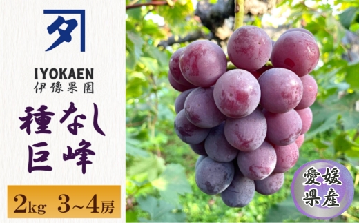種なし巨峰 約2kg 【2026年先行予約・2026年8月から順次発送予定】 ぶどう 葡萄 果物 愛媛 人気 伊豫果園 伊予市|B389