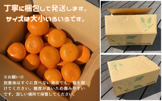 【2027年先行予約】せとか 3kg ご家庭用 みかん 愛媛 先行予約 【2027年2月上旬から順次発送】 数量限定 愛媛県産 人気 柑橘 伊予市｜B244
