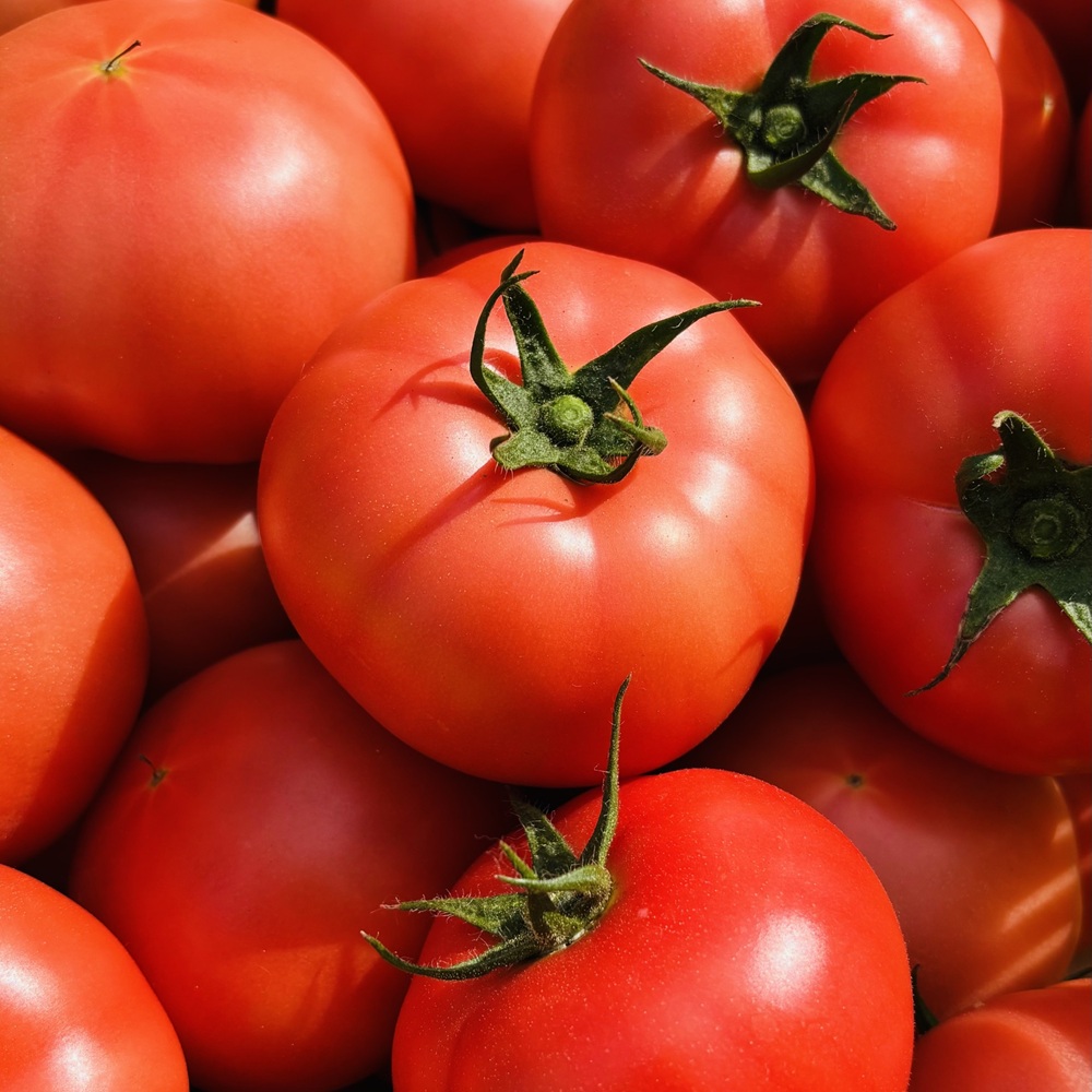 トマト 4kg 20玉〜28玉 麗月 産地直送 野菜 新鮮 サラダ 赤熟 くぼなか農園 愛媛 伊予市 | B362