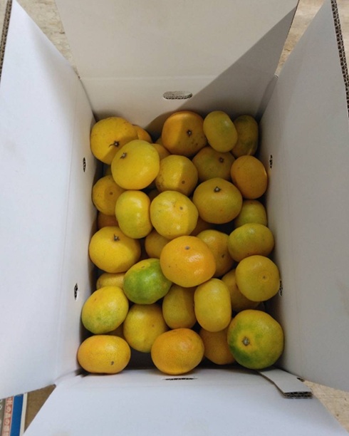 極早生みかん 5kg ご家庭用 日南1号 農園直送 先行予約 【9月中旬以降順次発送】 愛媛 数量限定 愛媛県産 人気 柑橘 伊予市 | B226