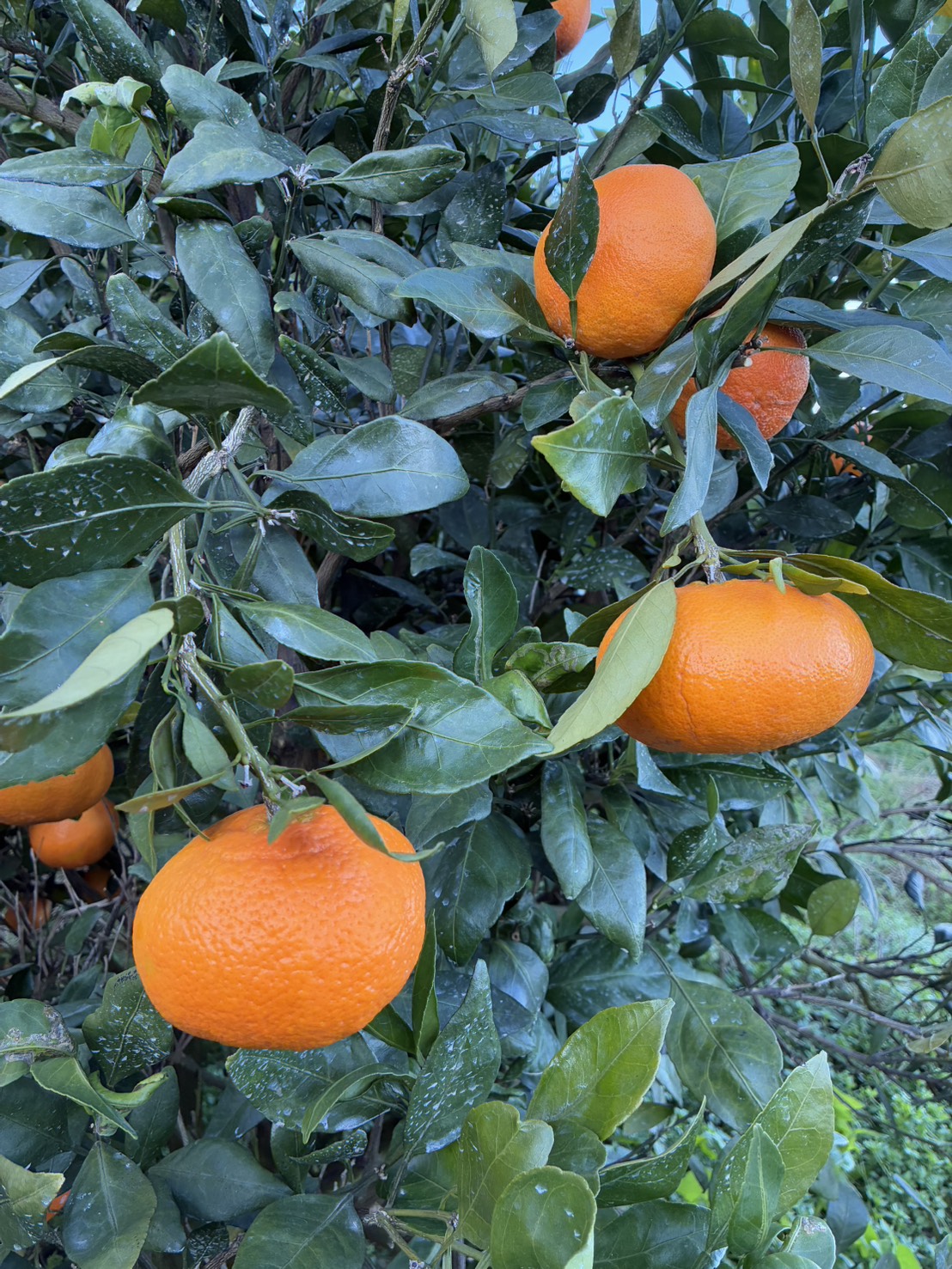 みかん 甘平 5kg Mサイズ バラ詰め 農園直送 先行予約 【2月上旬から順次発送予定】 愛媛 数量限定 愛媛県産 人気 柑橘 伊予市｜ B515