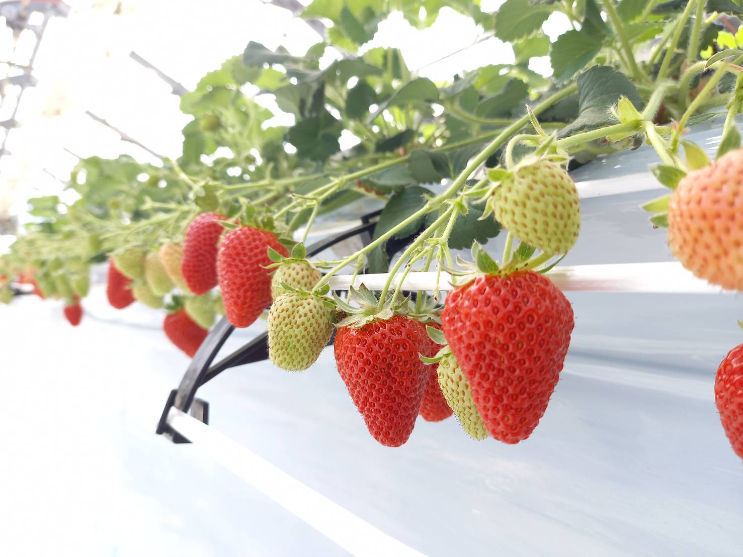 ãã¡ã 2ãã㯠蟲åçŽé ã©ã³ãã 2åçš® é£ã¹æ¯ã¹ ãã¡ã®ã ããCããªãŒ ããŸããšã çŽ
ãé« ãããé ã¹ã¿ãŒãã€ã ã¿ãã®ã æ°ééå® æåª äººæ° äŒäºåž ããŒãªã蟲åïœB201