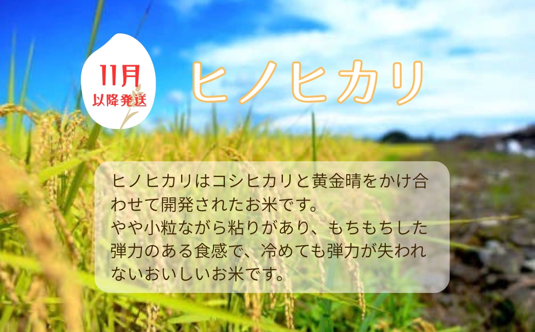 ãç±³ 什å7å¹Žç£ 5kg ãããã«ãª ç¹å¥æ œå¹ç±³ å
è¡äºçŽ ã2025幎11æä»¥éçºéã 粟米 ç±³ ãã ã³ã¡ çœç±³ ãã¯ã ã©ã€ã¹ æåª äŒäºåžïœC149