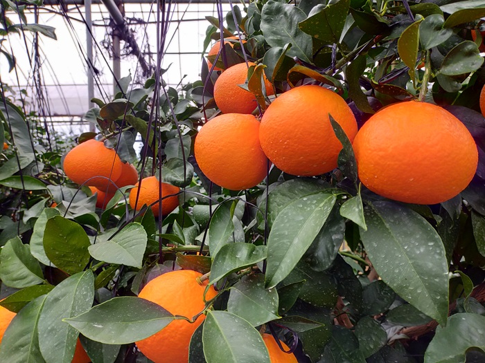 みかん 愛果28号 秀品 約2.5kg バラ詰め 【2026年11月下旬から順次発送予定】 紅まどんなと同一品種 愛媛 人気 柑橘 国産 フルーツ 伊予市｜B508