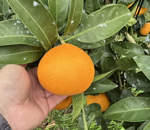 みかん 愛果48号 5kg Mサイズ バラ詰め 紅プリンセスと同一品種 農園直送 先行予約 【3月上旬から順次発送予定】 愛媛 数量限定 愛媛県産 人気 柑橘 伊予市｜ B513