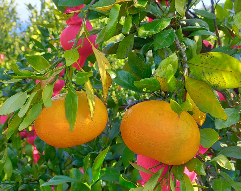 みかん 甘平 約2.5kg バラ詰め 数量限定【2月上旬から順次発送予定】 愛媛 人気 柑橘 国産 フルーツ 伊予市｜B519