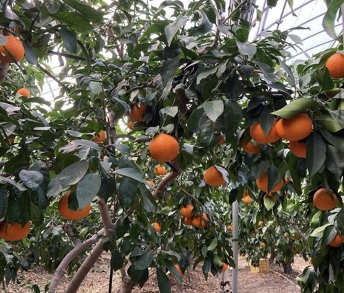 愛果28号 5kg ご家庭用 訳あり レッスルファーム みかん 紅まどんなと同一品種 愛媛【2026年11月下旬から順次発送予定】先行予約 数量限定 おすすめ 美味しい おいしい グルメ フルーツ くだもの 愛媛県産 人気 柑橘 伊予市｜B251