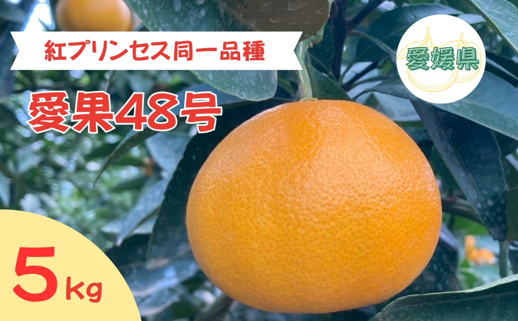 【2026年3月発送予定】愛果48号 5kg 紅プリンセス同一品種 農園直送 みかん 愛媛 人気 数量限定 先行予約 柑橘 伊予市｜C93