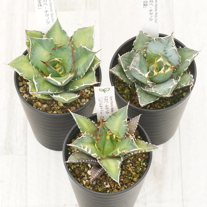多肉植物 インテリア アガベ チタノタ銘品3種 セット 3.5号鉢 白鯨 赤猫 宝珠 四国ガーデン 人気 観葉植物 グリーン リラックス 伊予市｜D53