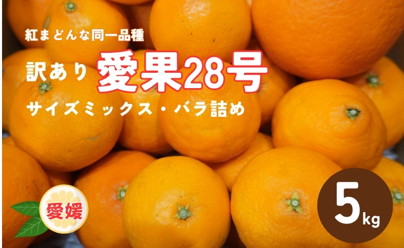 訳あり 愛果28号 5kg サイズミックス 【2026年12月中旬から順次発送予定】 紅まどんなと同一品種 みかん 愛媛 数量限定 先行予約 柑橘 伊予市｜B220