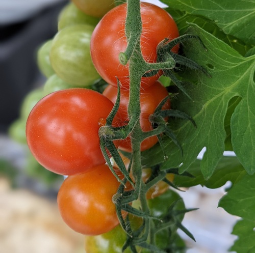 ミニトマト 160g〜180g×10袋 カラートマト 【2025年12月上旬から順次発送予定】 食べくらべ 農園直送 完熟 愛媛 人気 伊予市｜B81