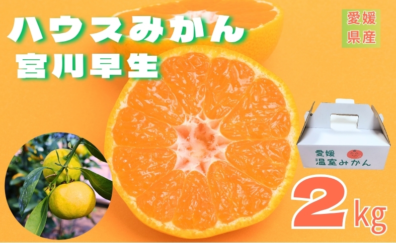 【2026年先行予約】みかん 愛媛 温室みかん 宮川早生 【8月中旬から順次発送予定】 グリーンハウスみかん 夏 数量限定 柑橘 フルーツ 伊予市｜B441