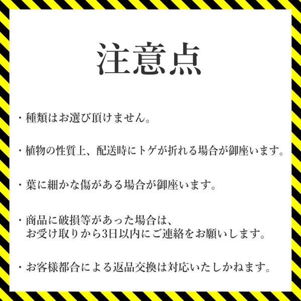 アガベ・チタノタ「藍鯨」 3.5号鉢 四国ガーデン 人気 多肉植物 インテリア 観葉植物 グリーン リラックス｜C78