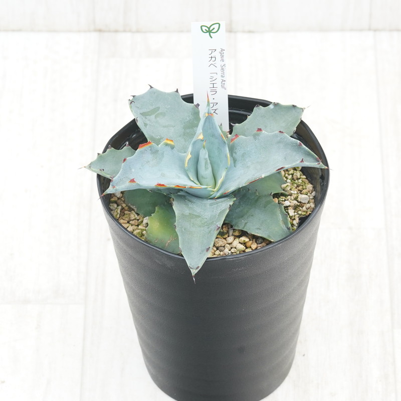 アガベ「シエラ・アズール」4.5号鉢 四国ガーデン 人気 多肉植物