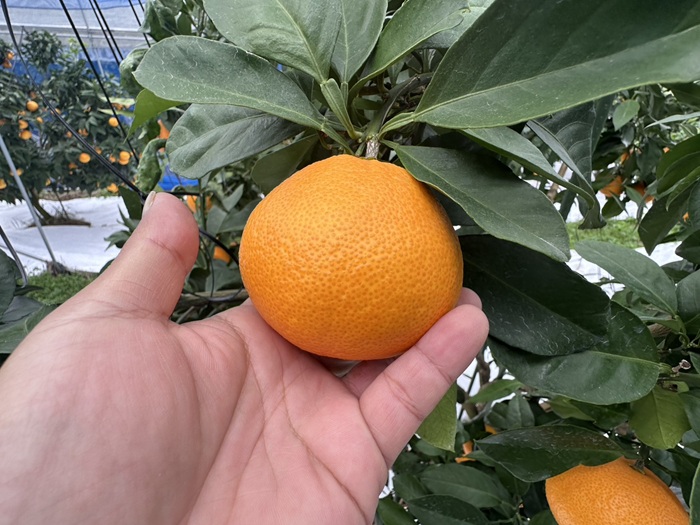 【2026年先行予約】 みかん 愛果28号 5kg Mサイズ バラ詰め 紅まどんなと同一品種 農園直送 【2026年11月中旬から順次発送予定】 愛媛 数量限定 愛媛県産 人気 柑橘 伊予市｜B512