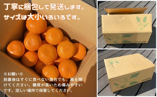 【2026年先行予約】愛果28号 3kg ご家庭用 みかん 愛媛 紅まどんなと同一品種 【2026年12月から順次発送】 先行予約 数量限定 愛媛県産 人気 柑橘 伊予市｜B246