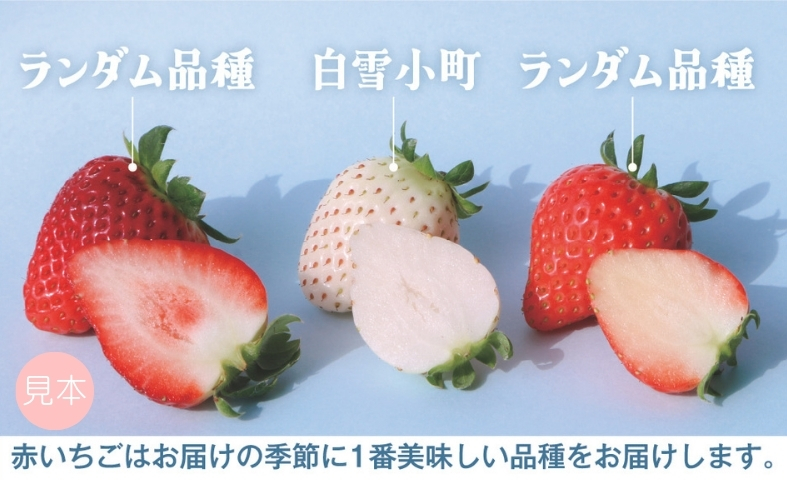 いちご 紅白いちご ランダム３種食べ比べセット 農園直送 （赤いちご２品種＋白いちご） くぼなか農園 数量限定 愛媛 人気 伊予市｜B20