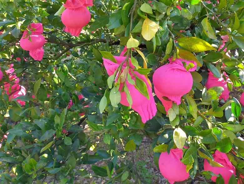 みかん 甘平 約2.5kg バラ詰め 数量限定【2月上旬から順次発送予定】 愛媛 人気 柑橘 国産 フルーツ 伊予市｜B519