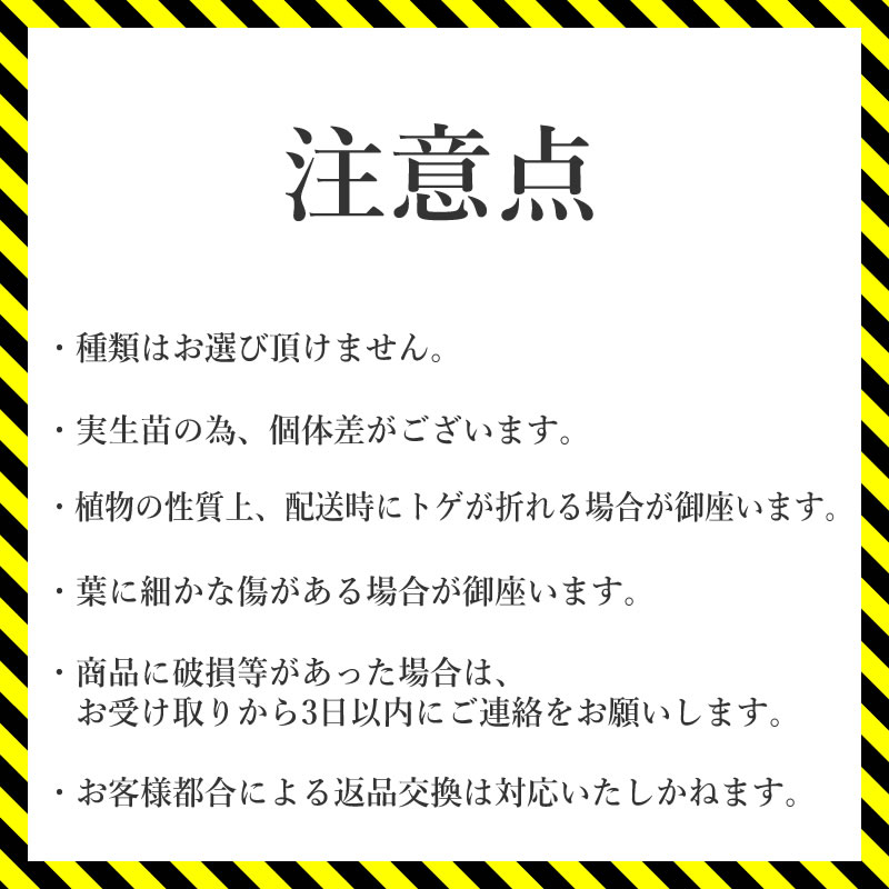 多肉植物 インテリア アガベ チタノタ銘品３種セット 白鯨・赤猫・ブラック＆ブルー 3.5号鉢 四国ガーデン 人気 観葉植物 グリーン リラックス 伊予市｜D52