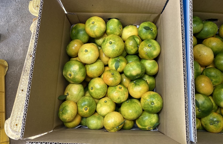 極早生みかん 3kg ご家庭用 農園直送 先行予約 【10月上旬から順次発送予定】 愛媛 数量限定 愛媛県産 人気 柑橘 伊予市｜A98