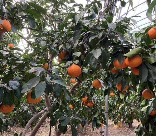 みかん 愛媛県 愛果28号 3kg 優品 レッスルファーム 紅まどんなと同一品種【2026年11月下旬から順次発送予定】先行予約 数量限定 お取り寄せ おすすめ 美味しい おいしい グルメ フルーツ くだもの 愛媛県産 人気 柑橘 伊予市｜B252